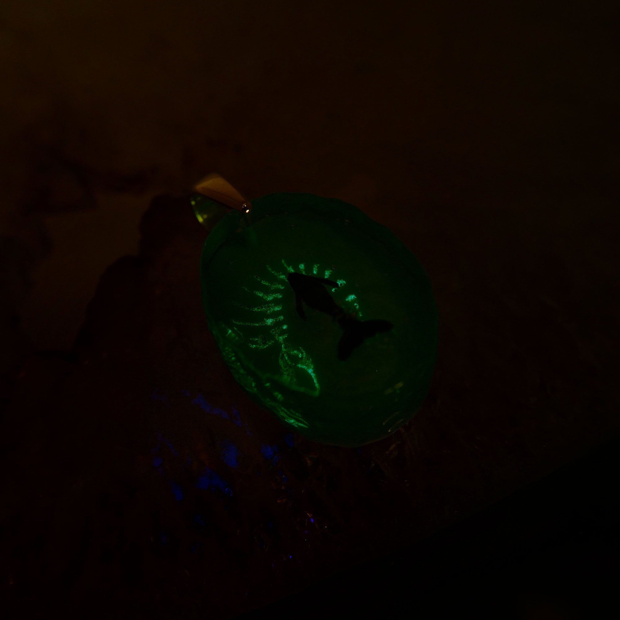 BORDER 08（ザトウクジラの一生）