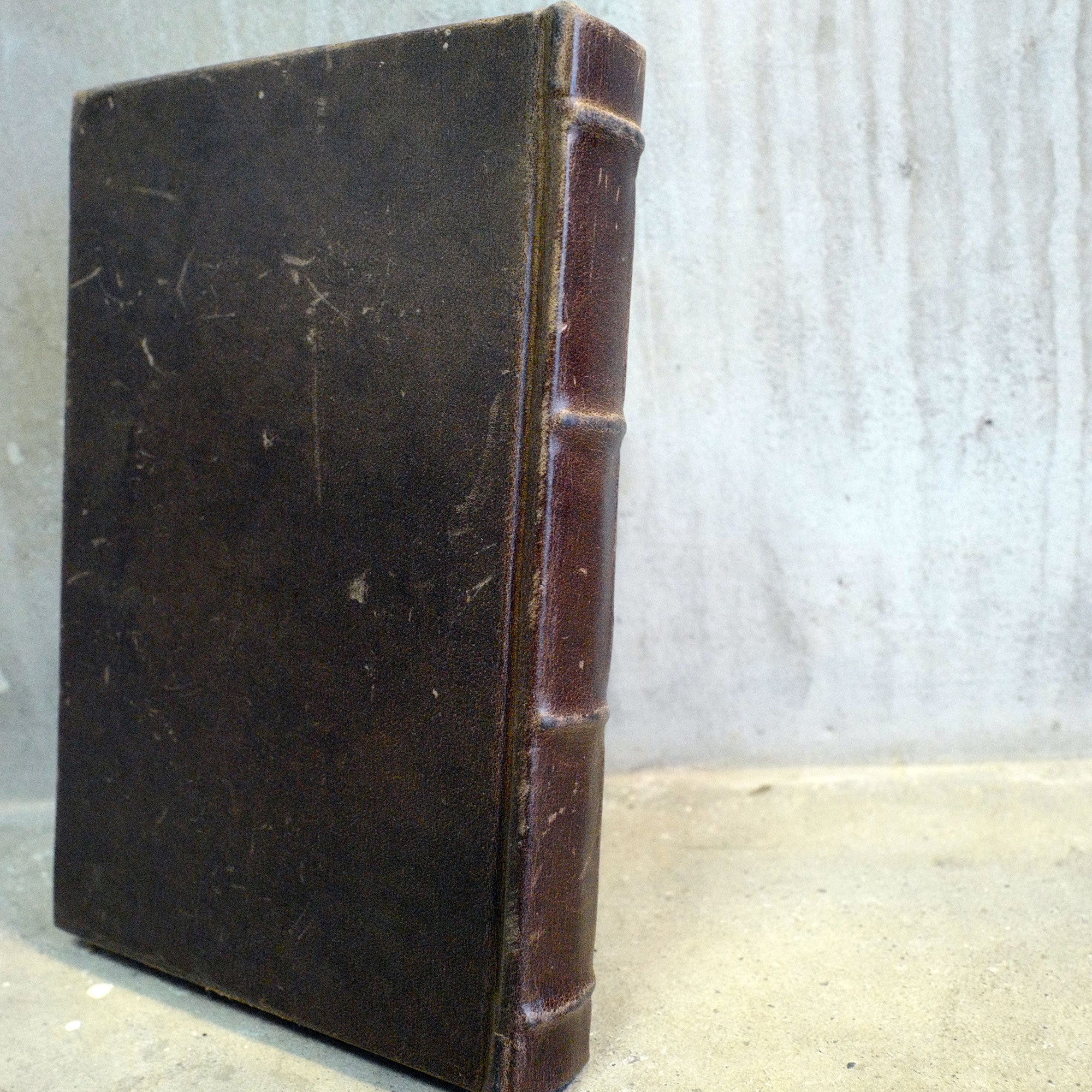 HOLYTREE 08（宿木/オーク）