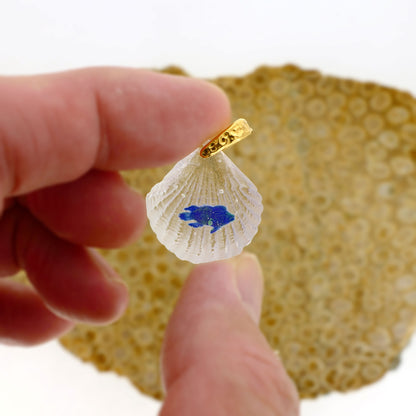 Napoleon fish (wrasse014)