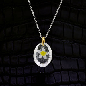 Plumeria (plumeria083)
